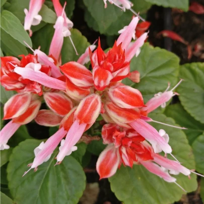 Šalvia žiarivá Red And White - Salvia splendens - semená - 20 ks