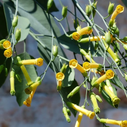 Tabak Glauca - Nicotiana glauca - semená - 200 ks