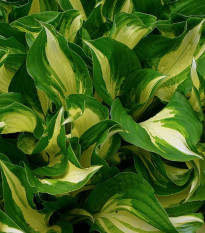 Funkia - Hosta - Mediovariegata - cibuľoviny - 1 ks