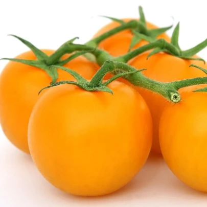 Paradajka Sungold F1 - Solanum Lycopersicum - semená - 6 ks