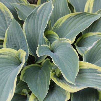 Funkia - Hosta Francess Williams - cibuľoviny - 1 ks