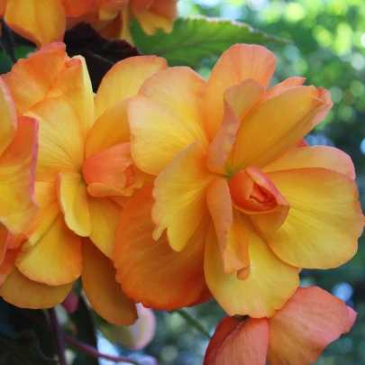 Begónia Golden Balcony - Begonia tuberhybrida - cibuľoviny - 2 ks