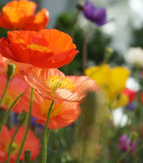 Mak islandský zmes farieb - Papaver nudicaule - semená - 50 ks