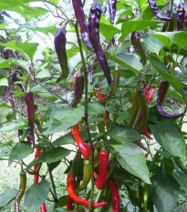 Chilli Kajenské korenie Purple - Capsicum annuum - semená - 8 ks