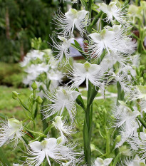Vtáčia orchidea - Habenaria radiata - cibuľoviny - 1 ks