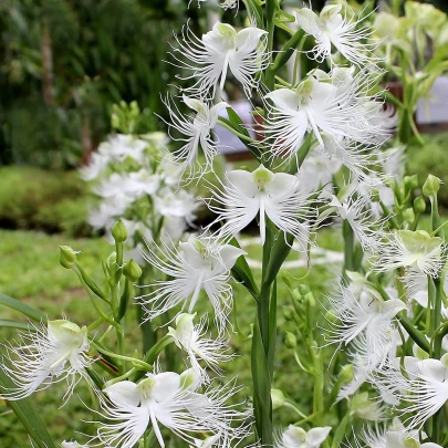 Vtáčia orchidea - Habenaria radiata - cibuľoviny - 1 ks