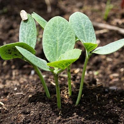 Tekvica figolistá na štepenie - Cucurbita ficifolia - semená - 10 ks