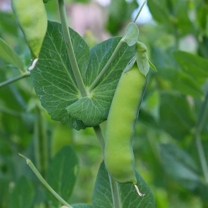 Hrach cukrový Sweet Horizon - extra sladká odroda - Pisum sativum - semená - 40 ks