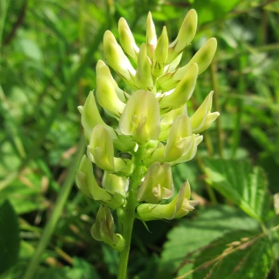 Kozinec sladkolistý - Astragalus glycyphyllos - semená - 20 ks