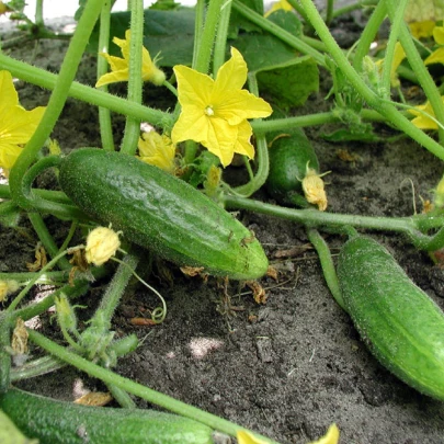 BIO Uhorka nakladačka Hokus - Cucumis sativus - bio semená - 10 ks