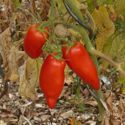 Paradajka Andenhorn - Solanum lycopersicum - semená - 10 ks
