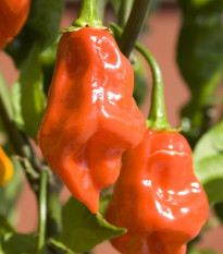 BIO Chilli Habanero oranžové - Capsicum chinense - bio semená - 6 ks