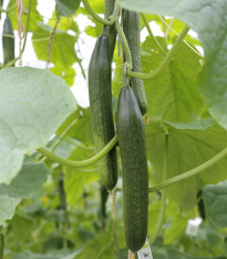 BIO Uhorka šalátová Kalunga F1 - Cucumis sativus - bio semená - 4 ks