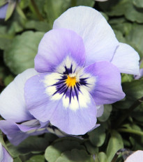 Fialka rohatá Sorbet Icy Blue - Viola cornuta - semená - 20 ks