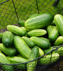 BIO Uhorka nakladačka Vorgebirgstrauben - Cucumis sativus - bio semená - 10 ks