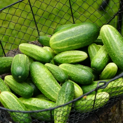 BIO Uhorka nakladačka Vorgebirgstrauben - Cucumis sativus - bio semená - 10 ks