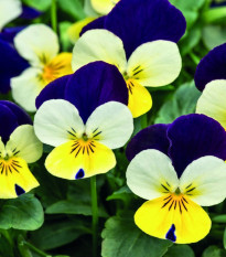 Fialka rohatá Lemon Purple Wing - Viola cornuta - semená - 20 ks