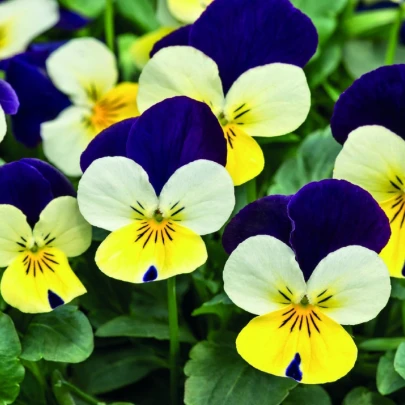 Fialka rohatá Lemon Purple Wing - Viola cornuta - semená - 20 ks