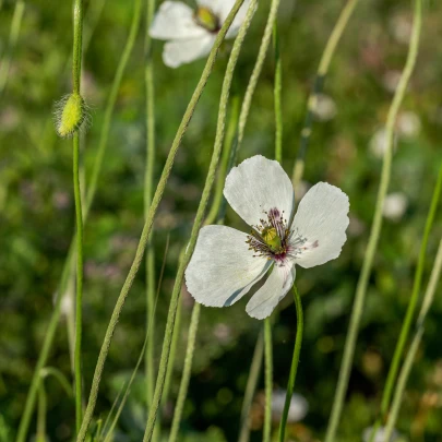 Mak bielokvetý - Papaver maculosum - semená - 100 ks