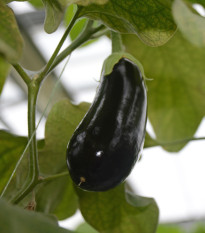 Baklažán Falcon - Solanum melongena - semená - 8 ks