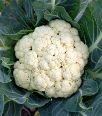 BIO Karfiol skorý Odysseus - Brassica oleracea - bio semená - 20 ks