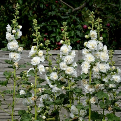 Topoľovka plnokvetá biela Chaters - Alcea rosea - semená - 12 ks