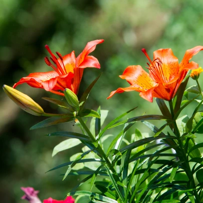 Ľalia Linda - Lilium - cibuľoviny- 1 ks