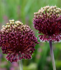 Okrasný cesnak - Allium amethystinum  - cibuľoviny - 1 ks