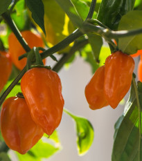 Chilli Devils Tongue Yellow - Capsicum chinense - semená - 7 ks