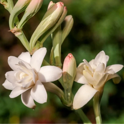 Tuberóza hľuznatá Sensation - Polianthes tuberosa - cibuľoviny - 1 ks