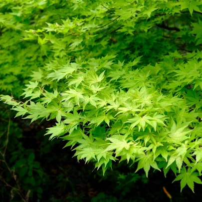 Javor japonský zelený - Acer palmatum - semená - 5 ks