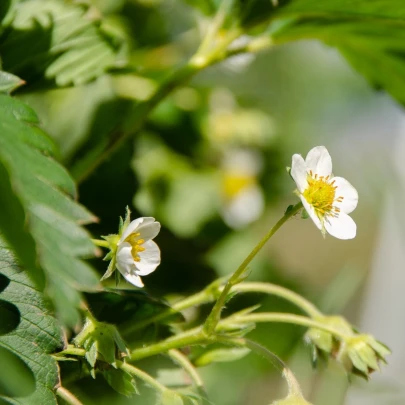 Jahoda Pineberry - Fragaria ananassa - voľnokorenné sadenice jahôd - 2 ks