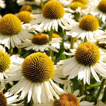 Echinacea White Swan - Echinacea purpurea - voľnokorenné sadenice echinacey - 1 ks