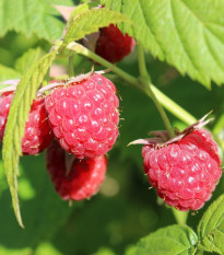 Malina - Rubus idaeus - voľnokorenné sadenice maliny - 2 ks