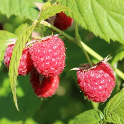 Malina - Rubus idaeus - voľnokorenné sadenice maliny - 2 ks