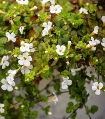 Bakopa Snowtopia - Bacopa sutera cordata - semená - 7 ks