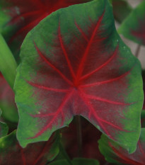 Kaládium Freida Hemple - Caladium bicolor - cibuľoviny - 1 ks