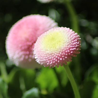 Sedmokráska obyčajná Tasso ružová - Bellis perennis - semená - 50 ks