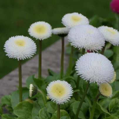 Sedmokráska obyčajná Tasso biela - Bellis perennis - semená - 50 ks