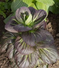 Pak Choi Baraku F1 - Brassica rapa chinensis - semená - 50 ks