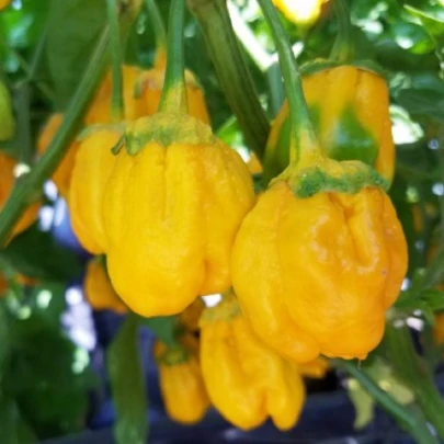 Chilli 7 Pot Bubblegum Yellow - Capsicum chinense - semená - 7 ks