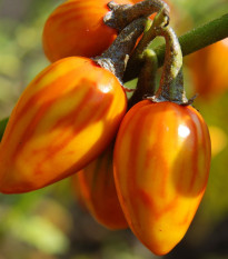 Okrasný baklažán Striped Toga - Solanum melongena - semená - 10 ks