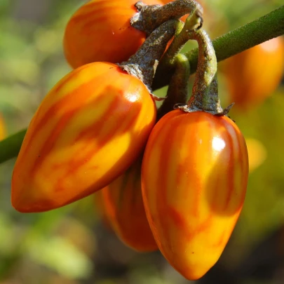 Okrasný baklažán Striped Toga - Solanum melongena - semená - 10 ks