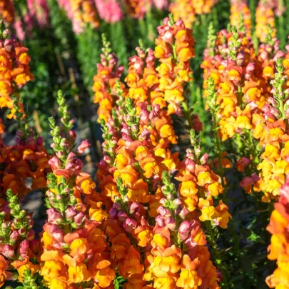 Papuľka väčšia oranžová - Antirrhinum majus - semená - 20 ks