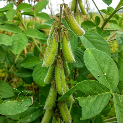 BIO Sója fazuľová Hokkai Green - Glycine max - bio semená - 20 ks