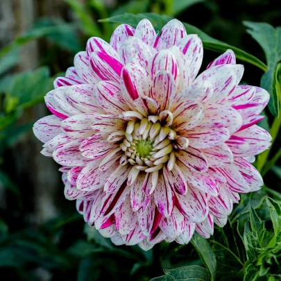 Georgína Smokey - Dahlia - cibuľoviny - 1 ks