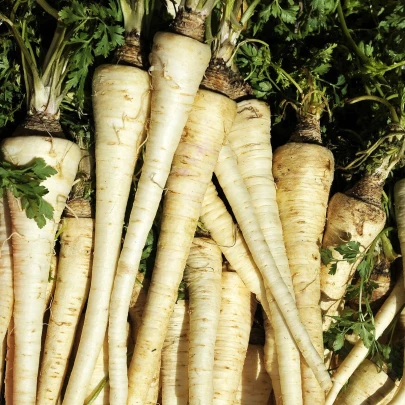 BIO Mrkva biela Küttiger - Daucus carota - bio semená - 200 ks