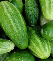 BIO Uhorka Liefje - Cucumis sativus - bio semená - 10 ks