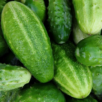 BIO Uhorka Liefje - Cucumis sativus - bio semená - 10 ks