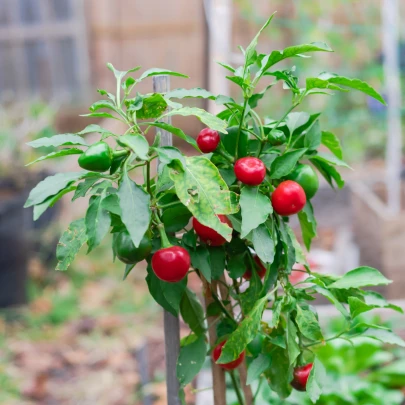 Chilli Satans Kiss - Capsicum annuum - semená - 7 ks